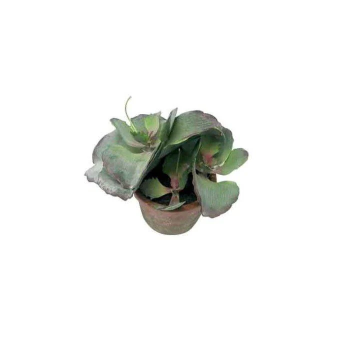 עציץ סוקולנט מלאכותי חמוד SUCCULENT - Image 2